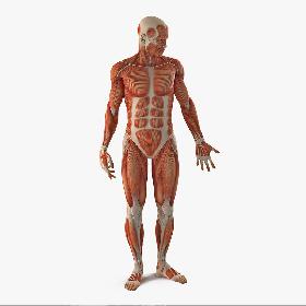 Anatomy Male Muscular System Rigged model
